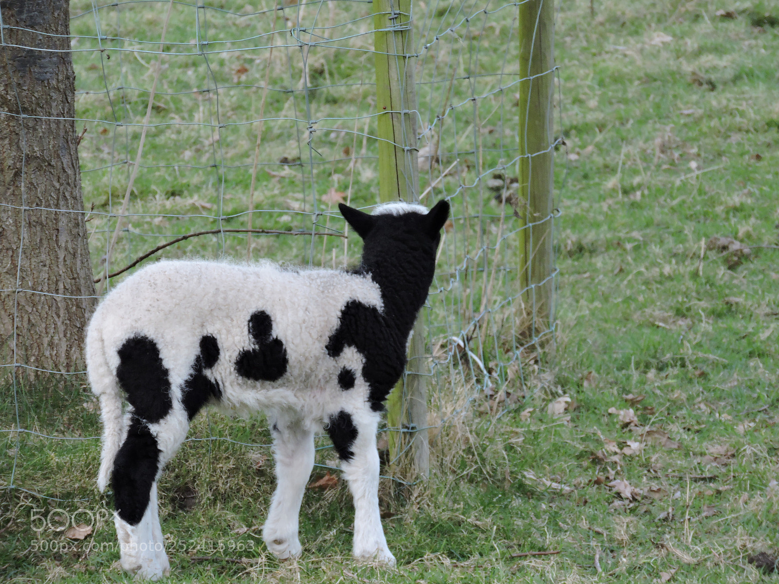 Nikon Coolpix P530 sample photo. Lamb photography