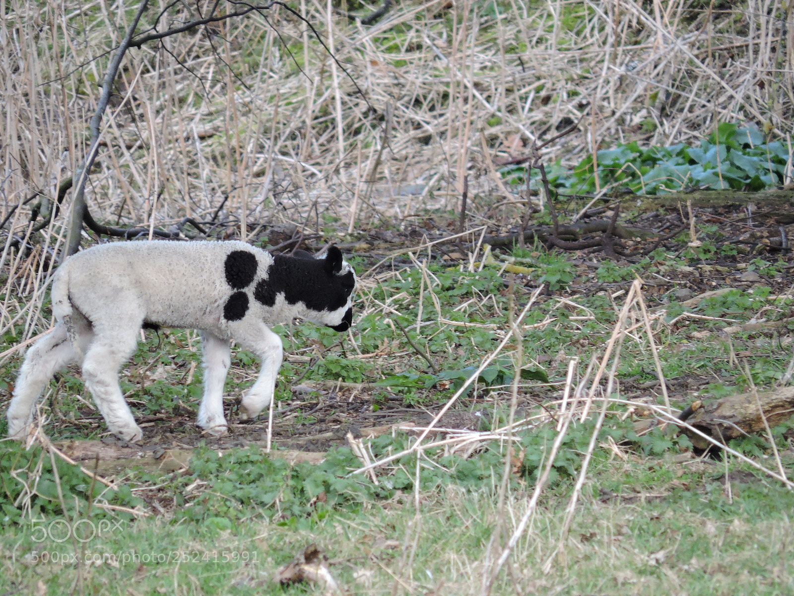 Nikon Coolpix P530 sample photo. Lambs photography