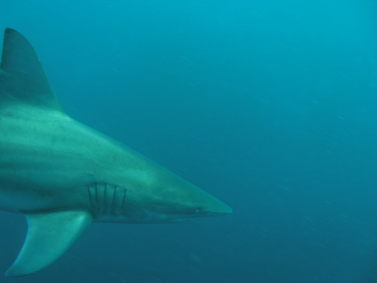 Canon POWERSHOT A720 IS sample photo. Oceanic blacktip shark photography