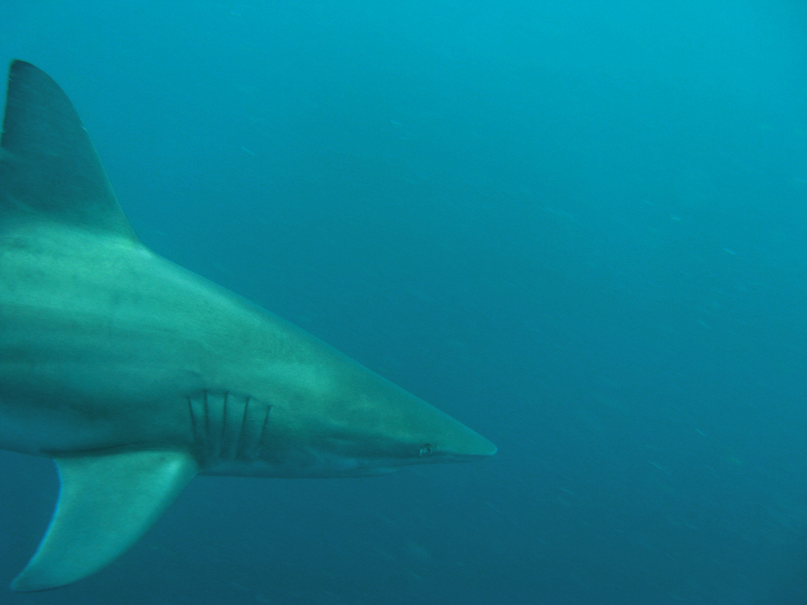 Canon POWERSHOT A720 IS sample photo. Oceanic blacktip shark photography