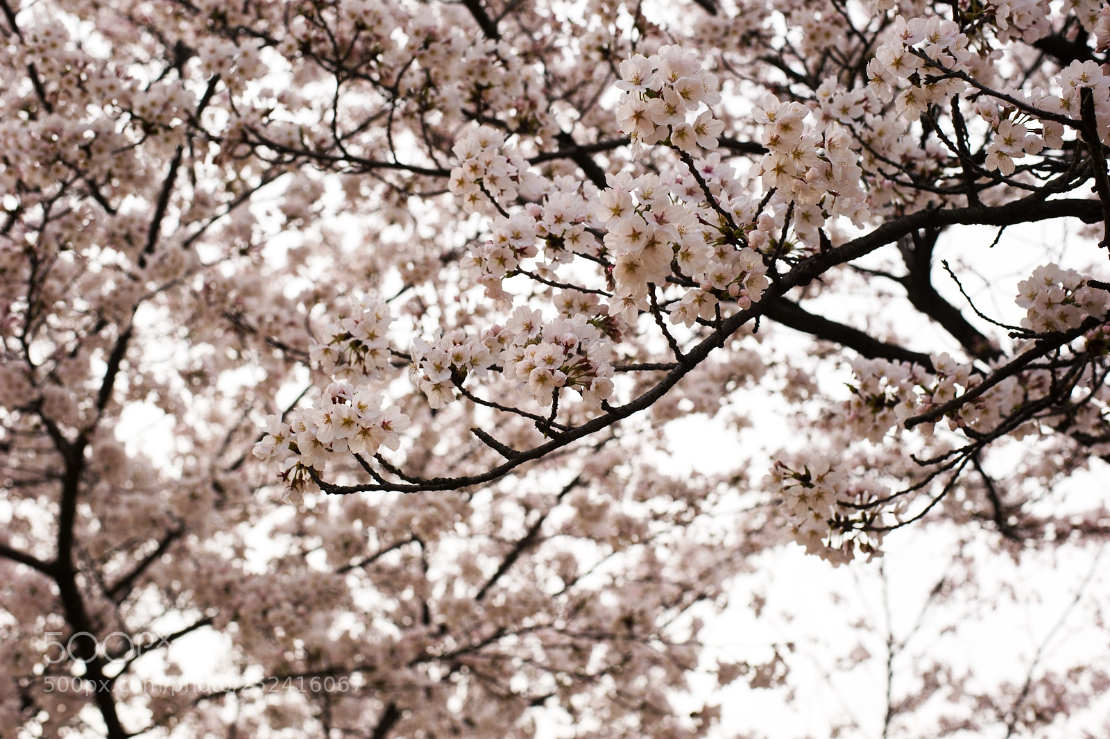 Nikon D3S sample photo. Cherry blossom photography