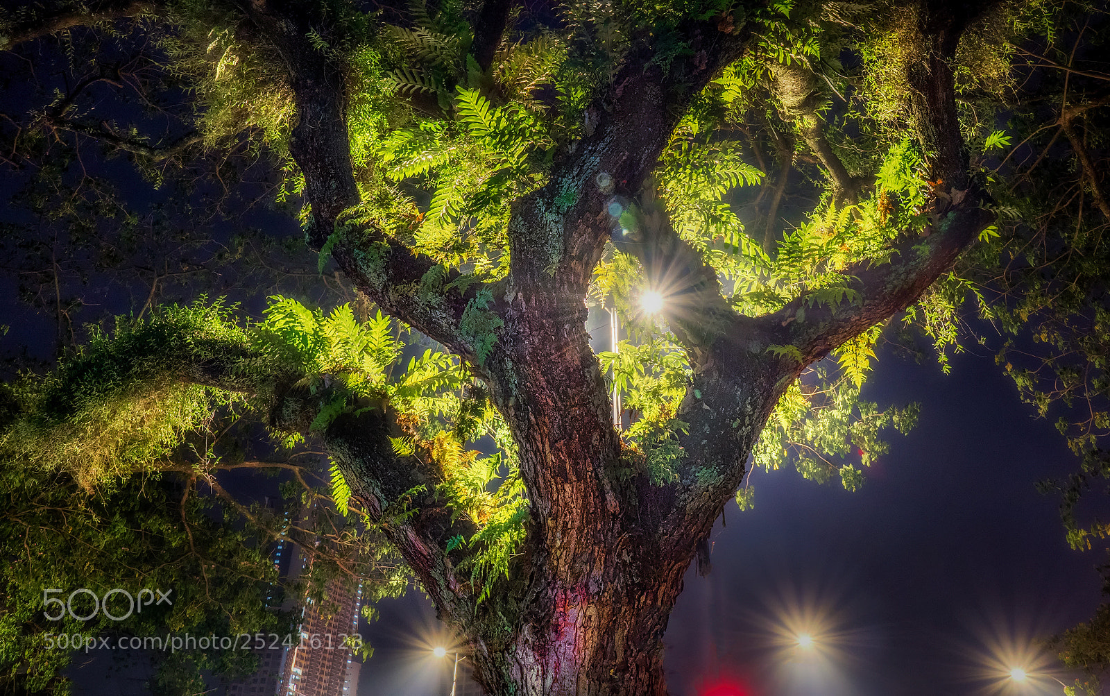 Olympus OM-D E-M1 Mark II sample photo. A tree by the photography