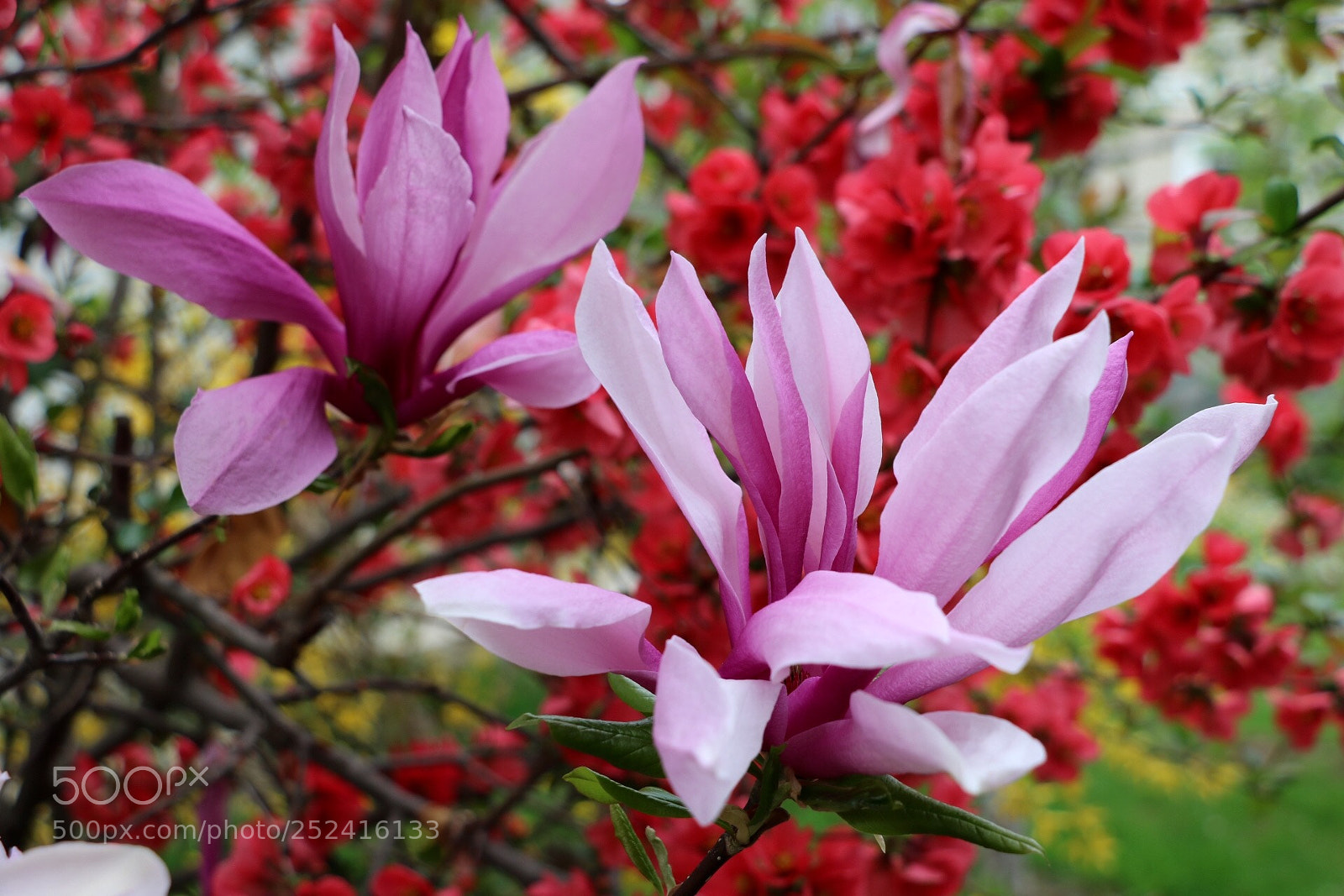 Canon EOS 750D (EOS Rebel T6i / EOS Kiss X8i) sample photo. Untitled photography