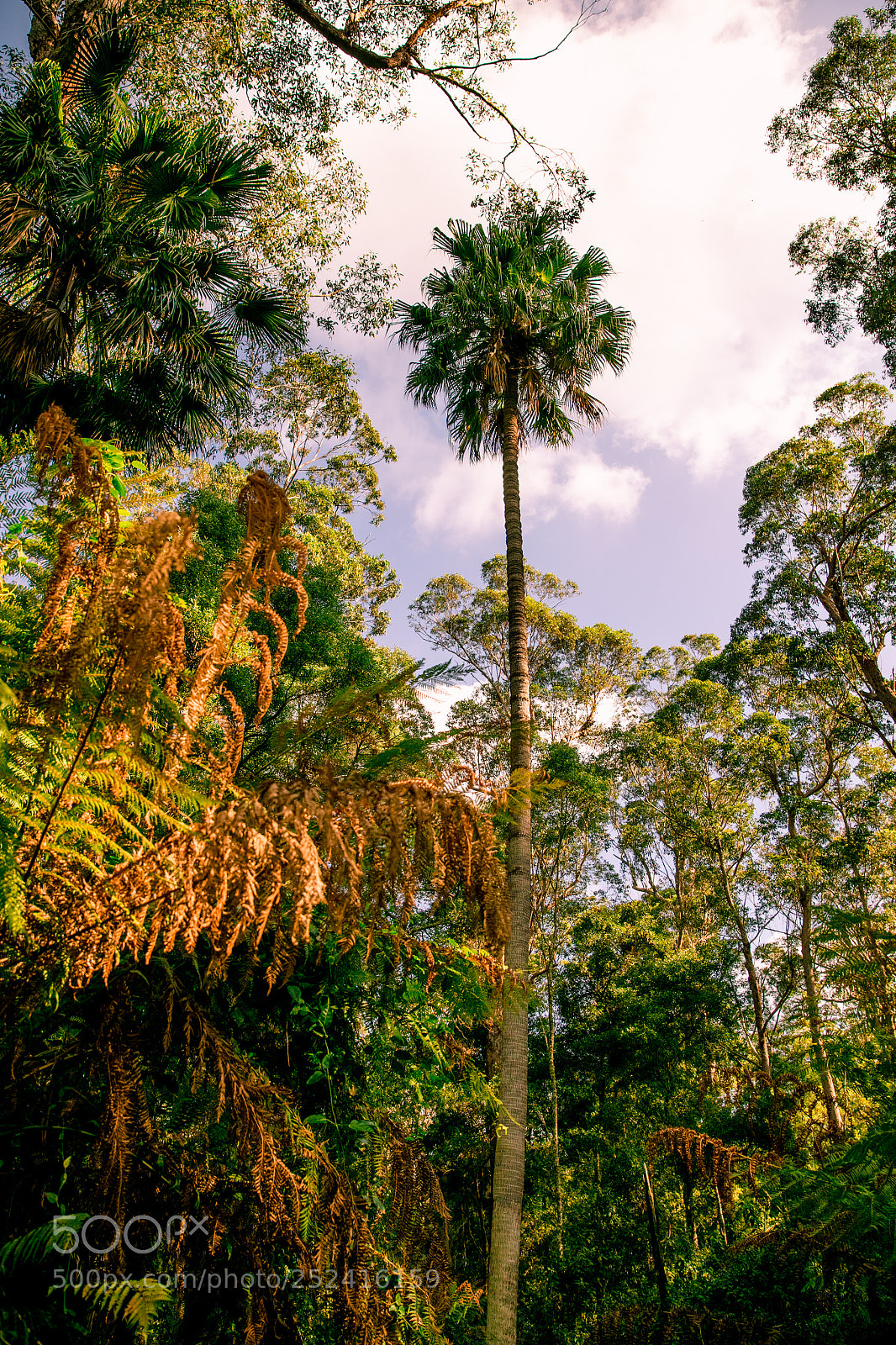 Canon EOS 5DS sample photo. Cabbage tree plum photography