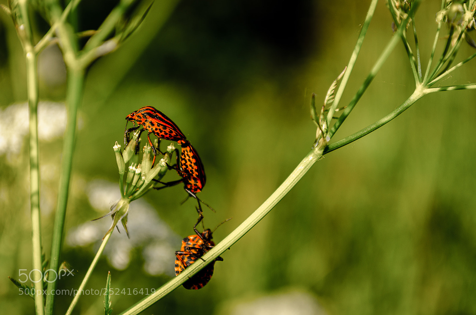 Nikon D5100 sample photo. Beetle photography