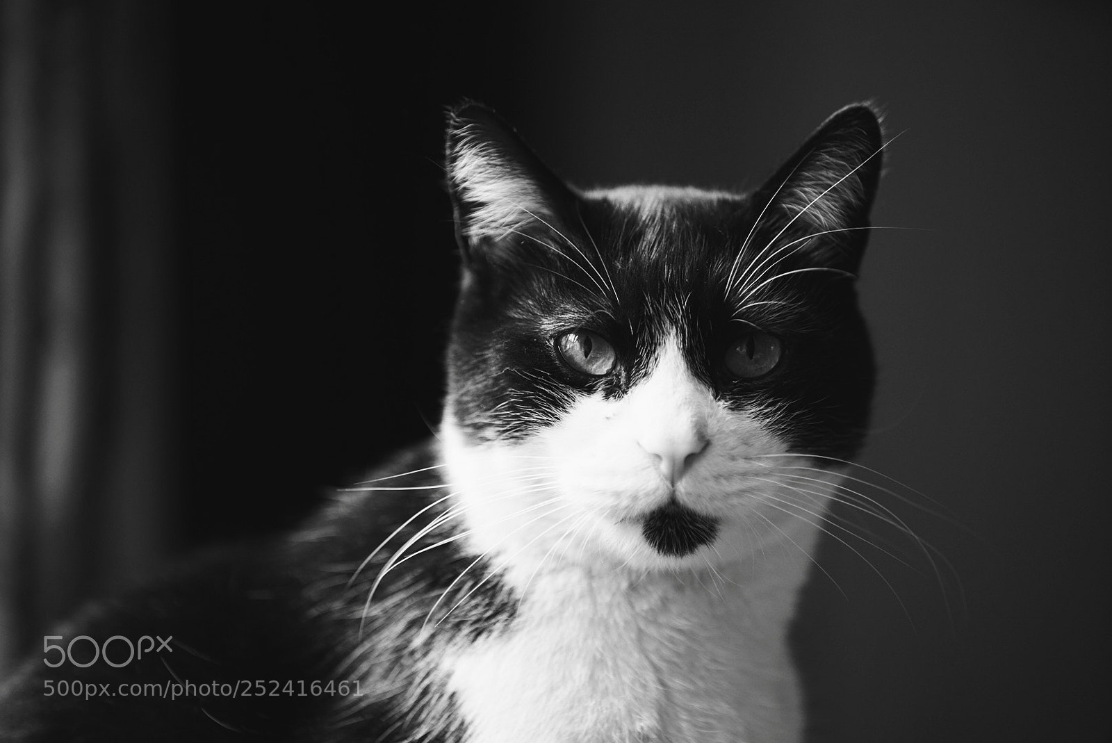 Sony a7R II sample photo. Untitled photography