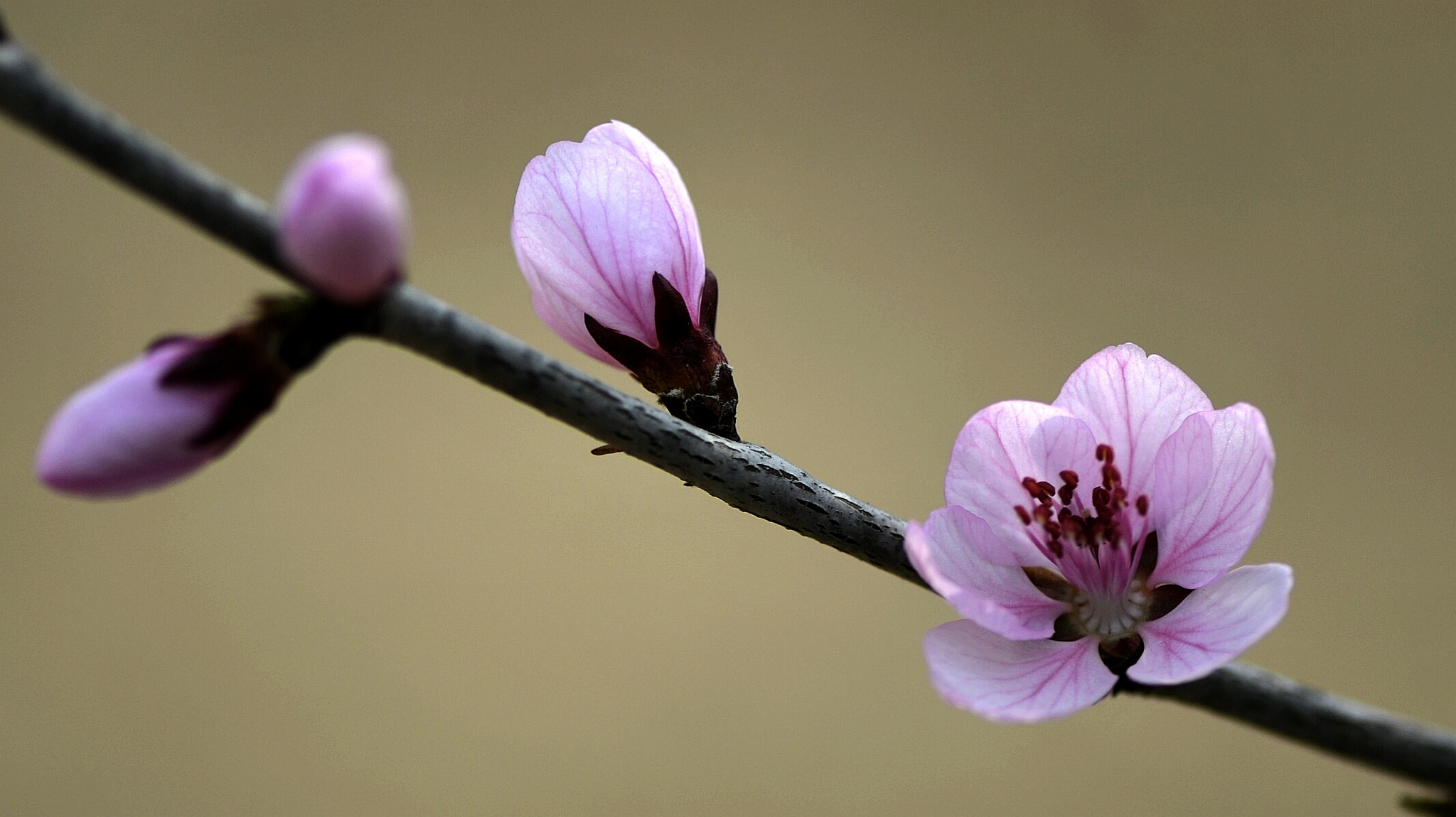 Nikon AF-S Micro-Nikkor 105mm F2.8G IF-ED VR sample photo. Pink flowers photography