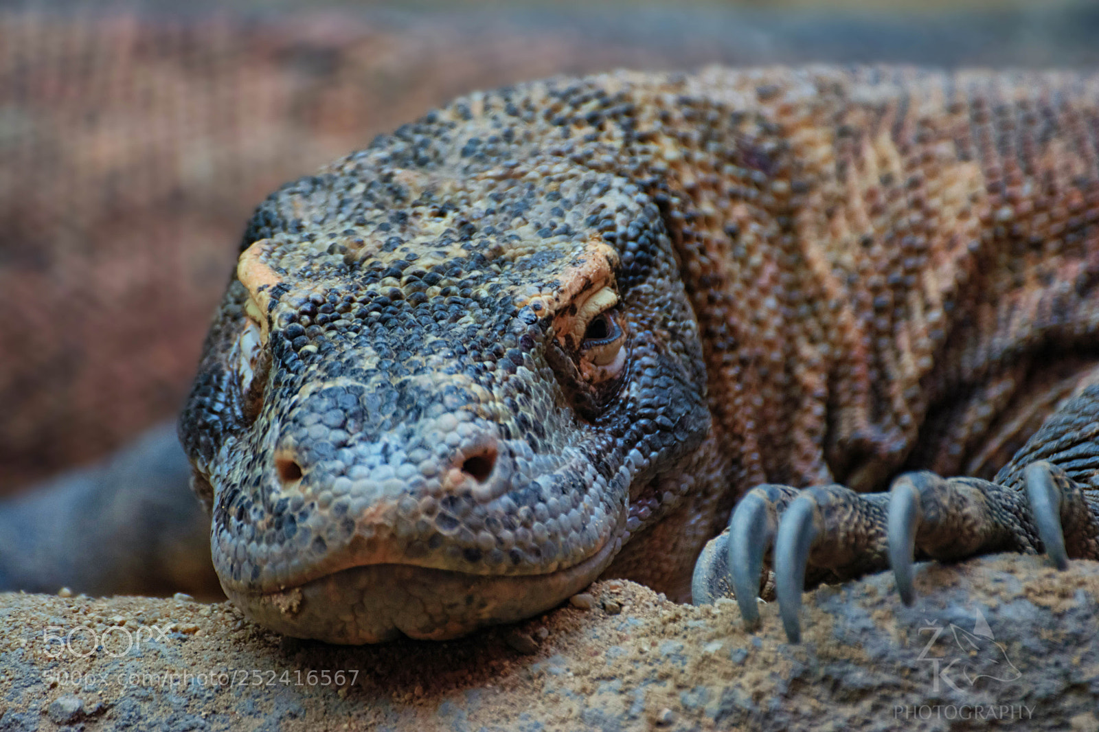 Nikon D5200 sample photo. Komodo dragon photography