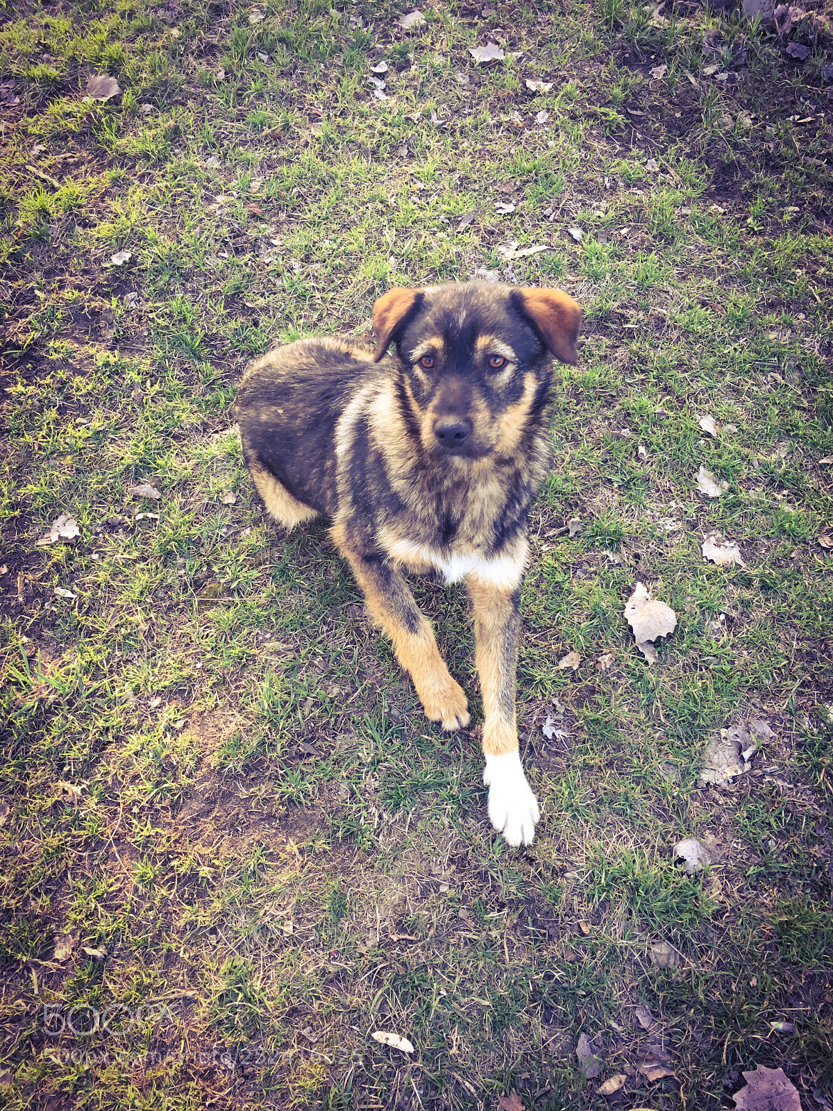 Apple iPhone 6s Plus sample photo. Dog photography