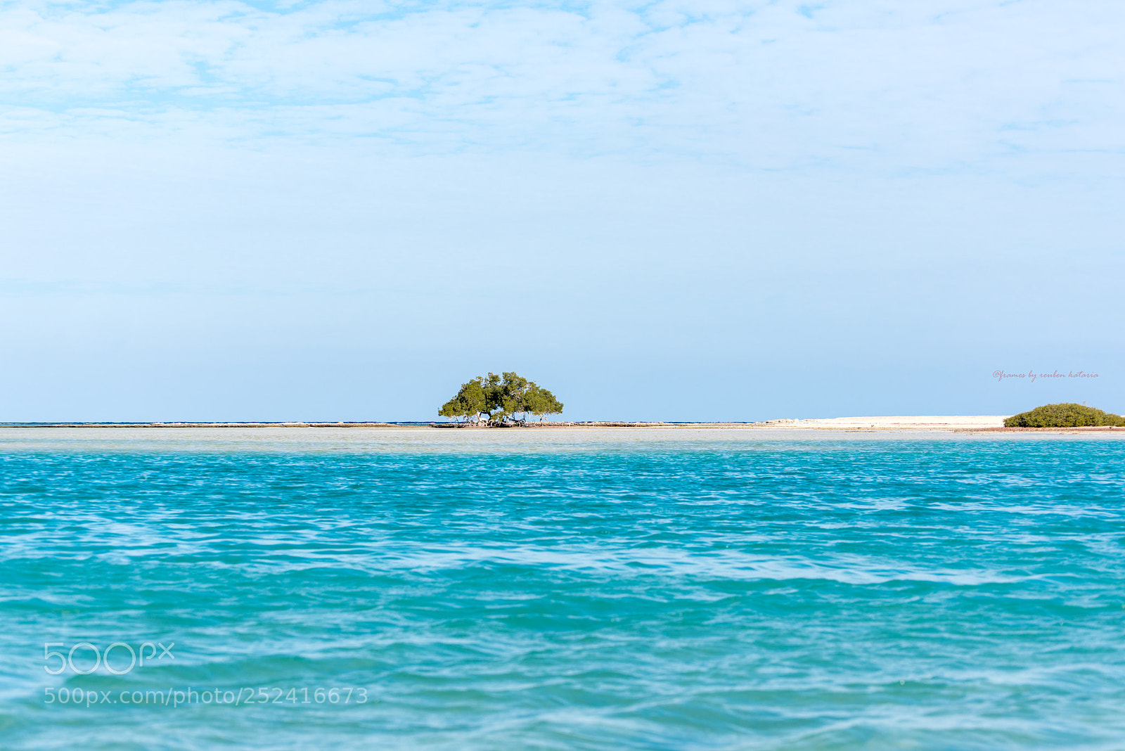 Nikon D810 sample photo. The lone mangrove photography