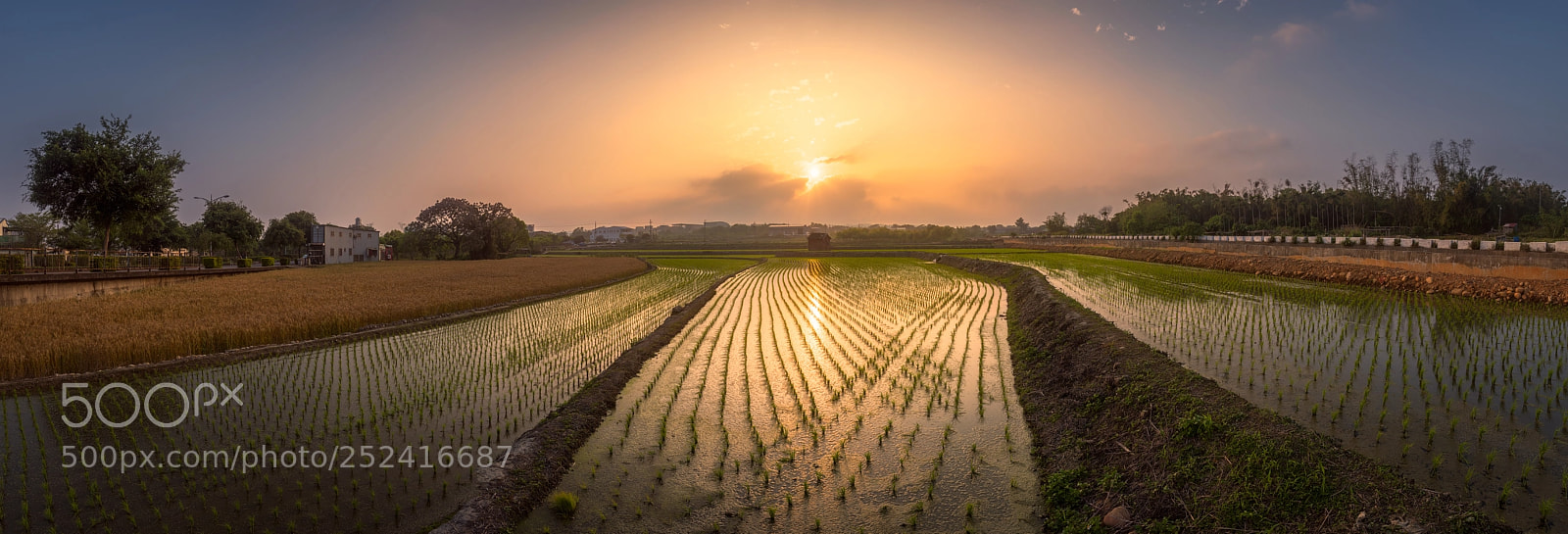 Nikon D810 sample photo. Sundown over rice field photography