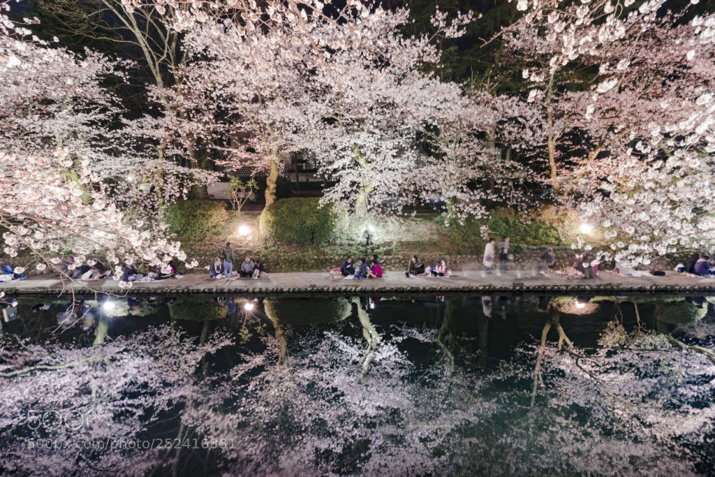Canon EOS 5D Mark IV sample photo. Beautiful sakura photography