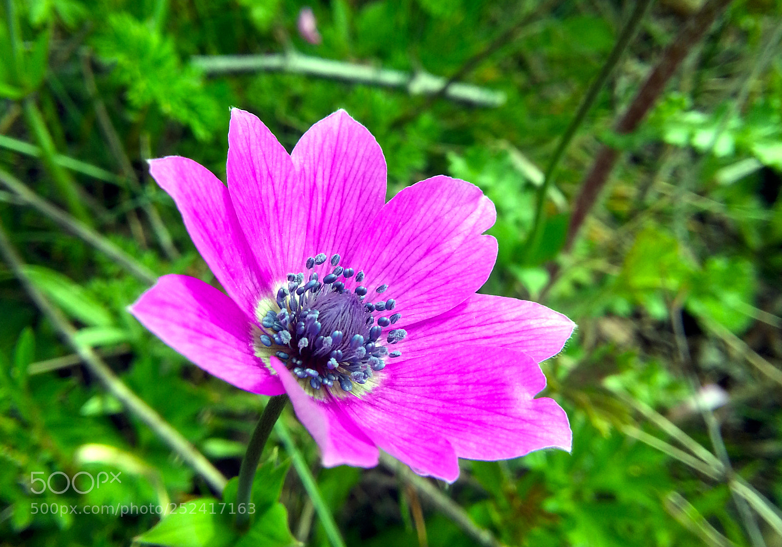 Samsung Galaxy Note2 sample photo. Anemon photography