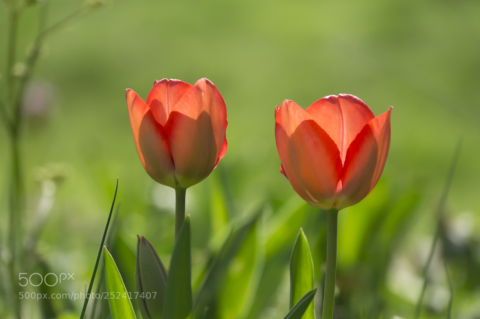 Sony a6000 sample photo. 2 tulips photography