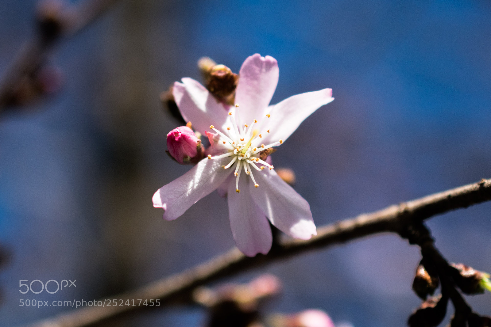 Nikon D3300 sample photo. Some kind of tree photography