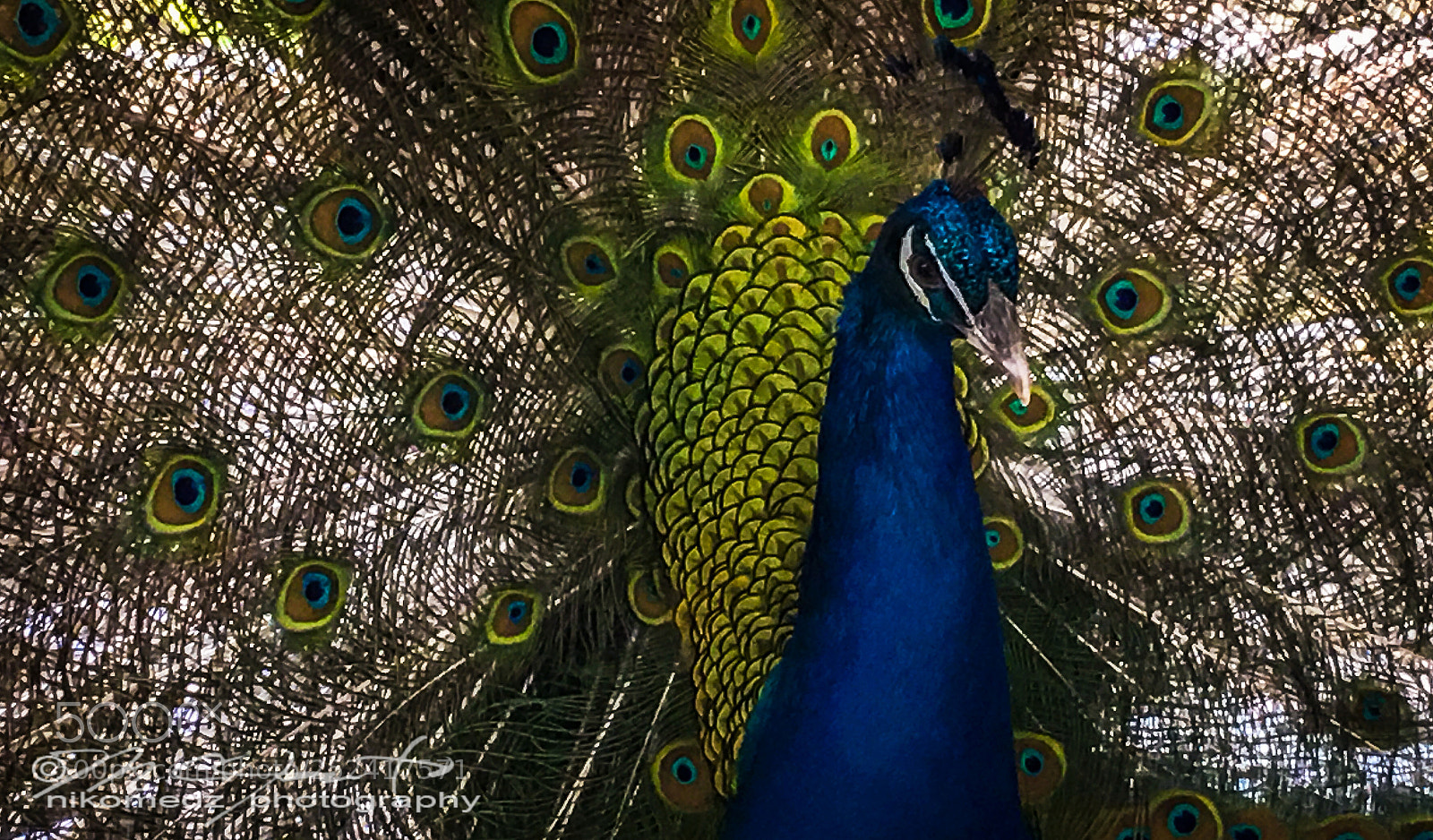 Apple iPhone 6s Plus sample photo. Beautiful peacock photography