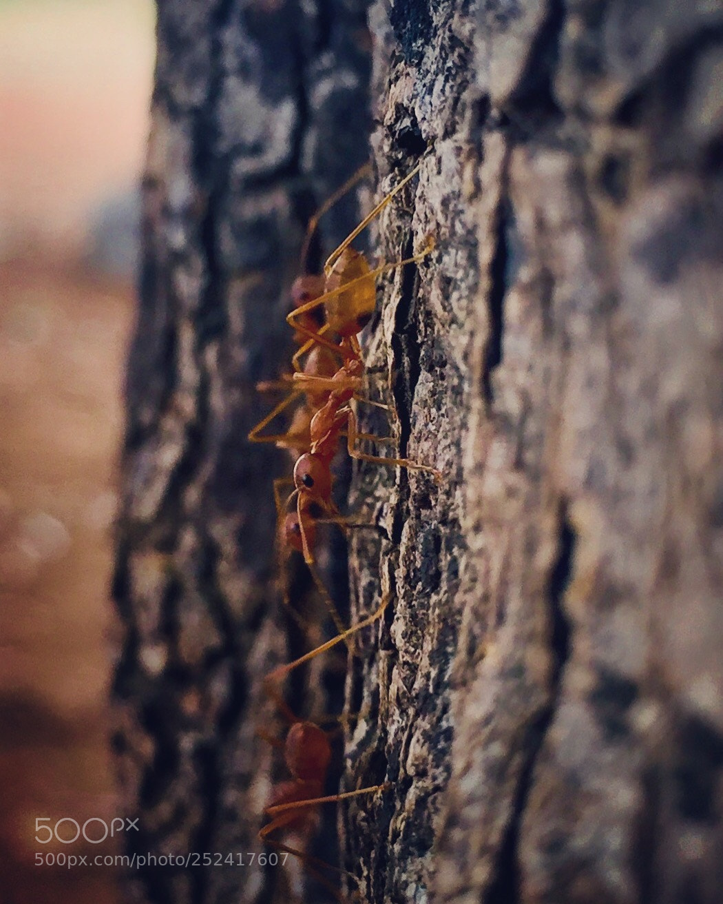 Apple iPhone 6 sample photo. (red) ant photography