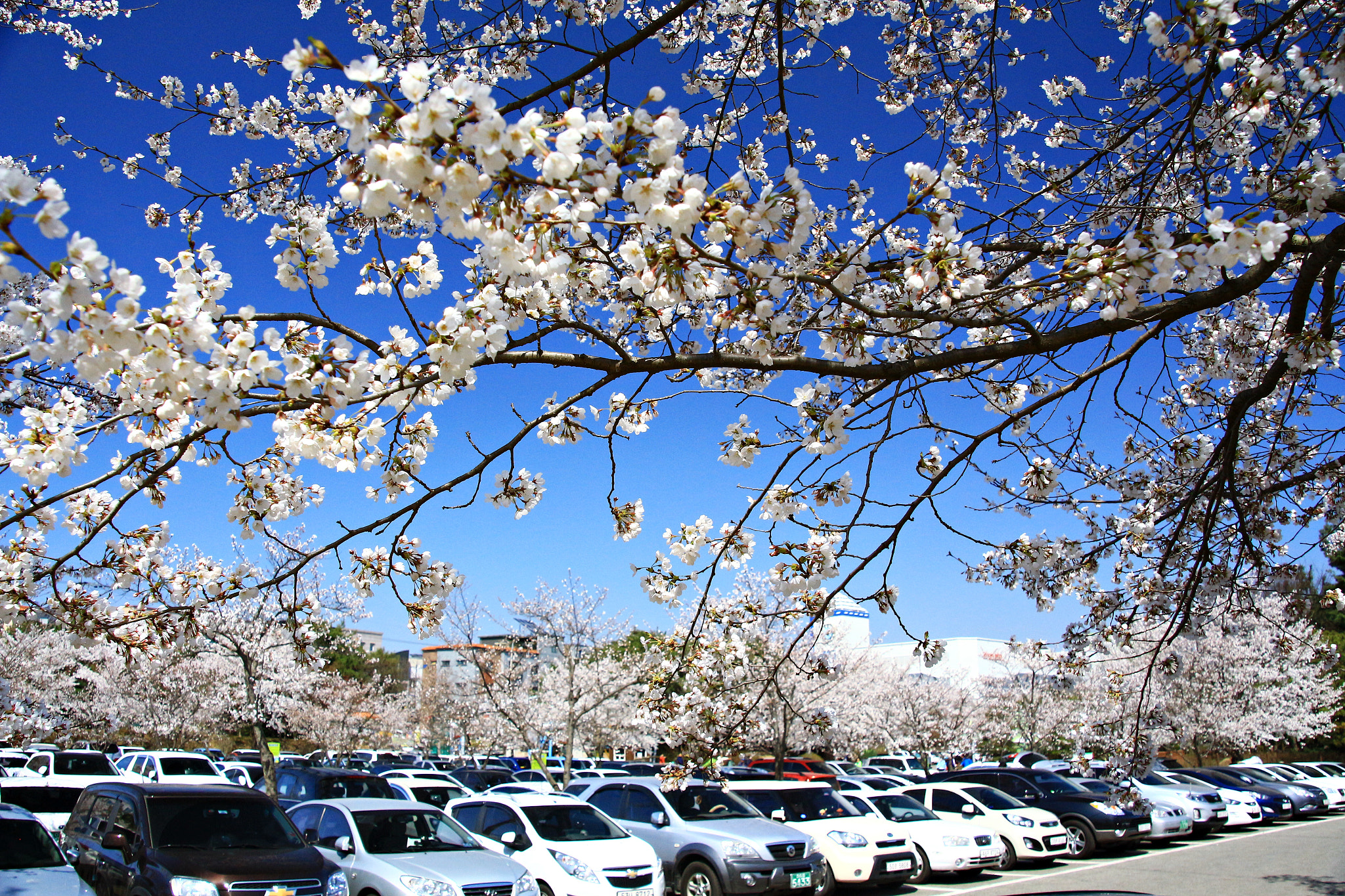Canon EOS 650D (EOS Rebel T4i / EOS Kiss X6i) sample photo. Img photography