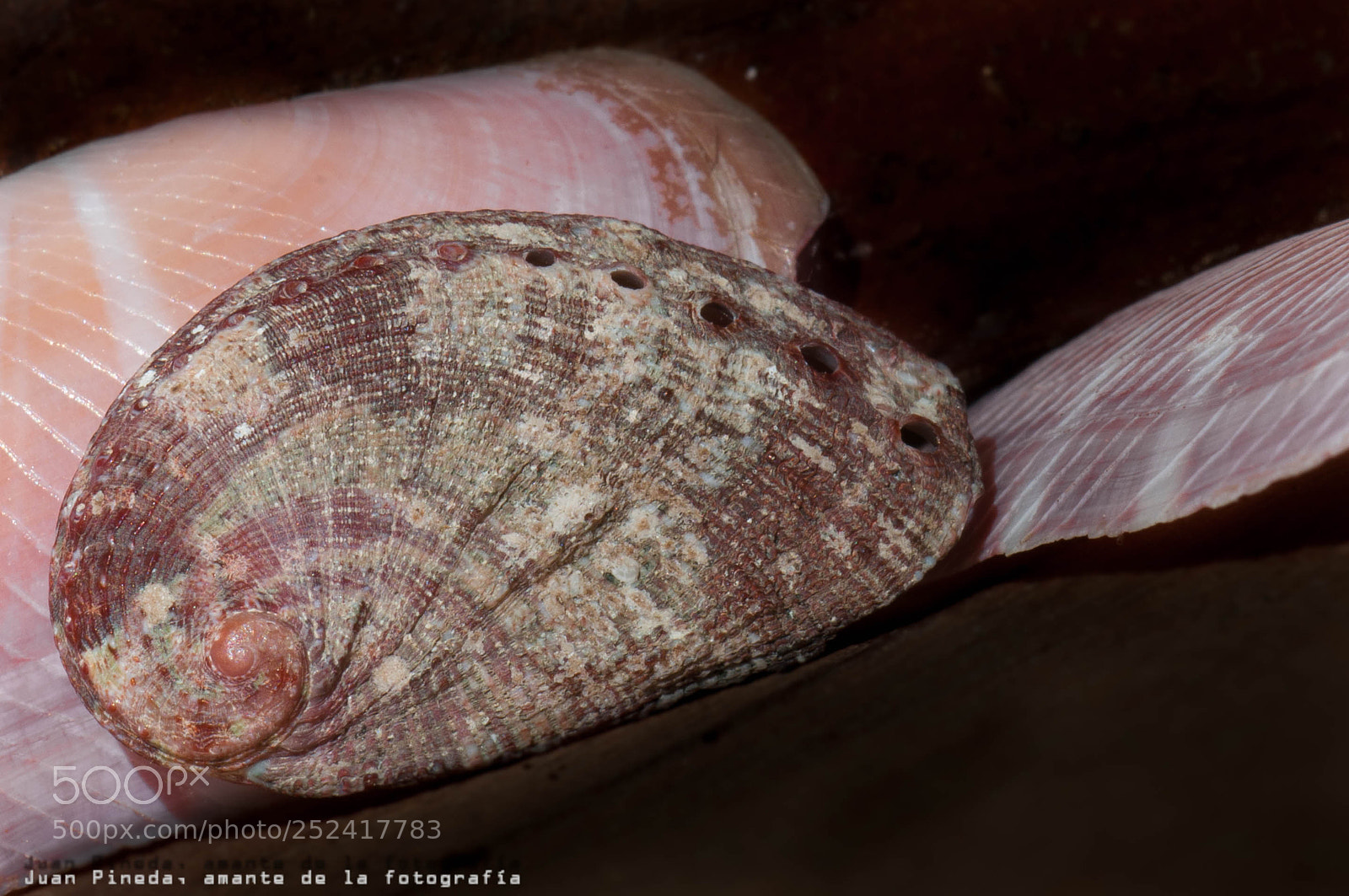 Nikon D90 sample photo. Seashells photography