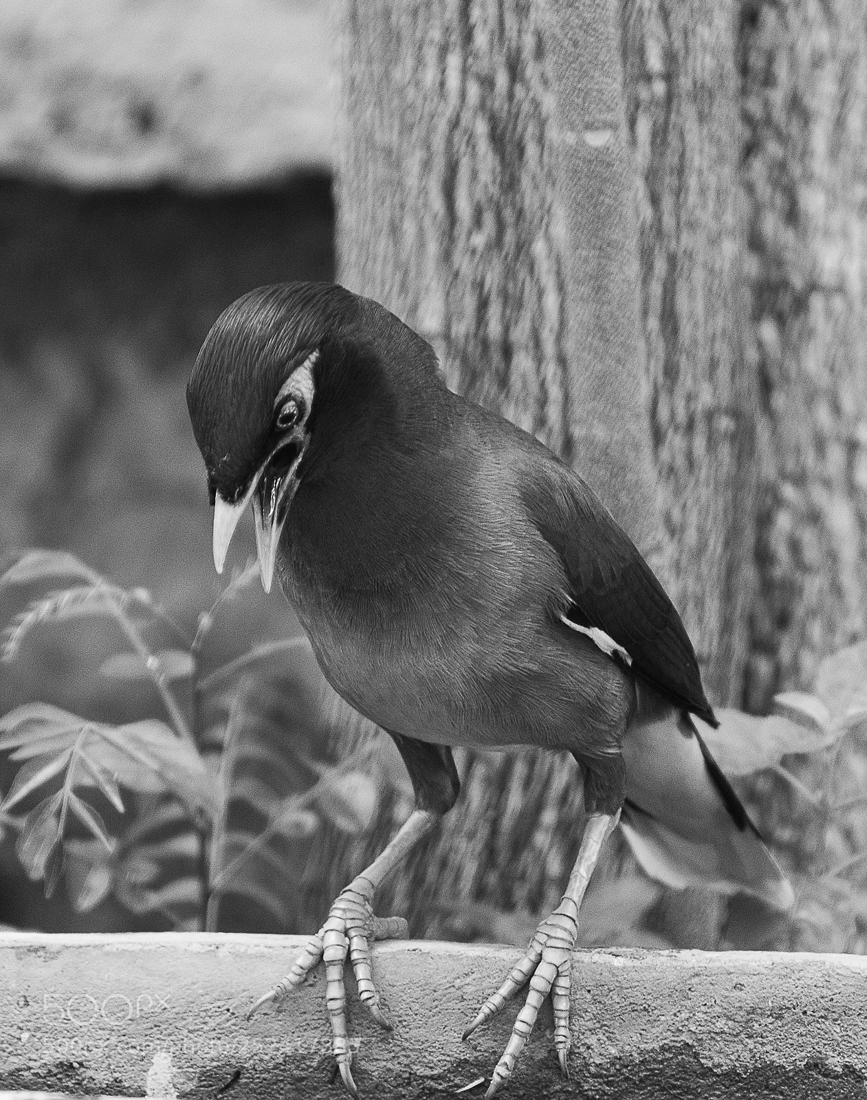 Canon EOS 700D (EOS Rebel T5i / EOS Kiss X7i) sample photo. Mynah photography