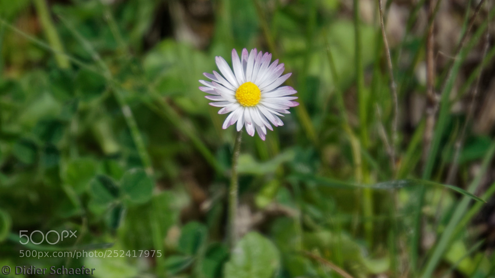 Canon EOS 50D sample photo. Spring photography