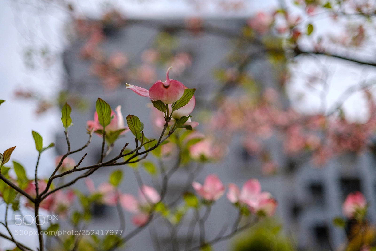Fujifilm X-Pro2 sample photo. Dogwood photography