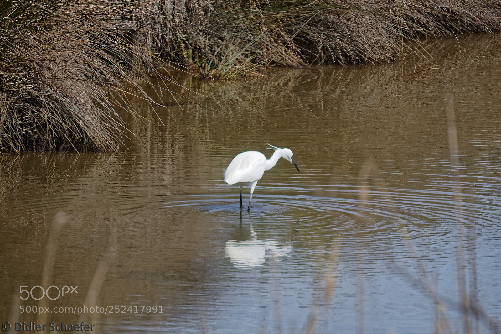 Canon EOS 50D sample photo. Where is that fish? photography