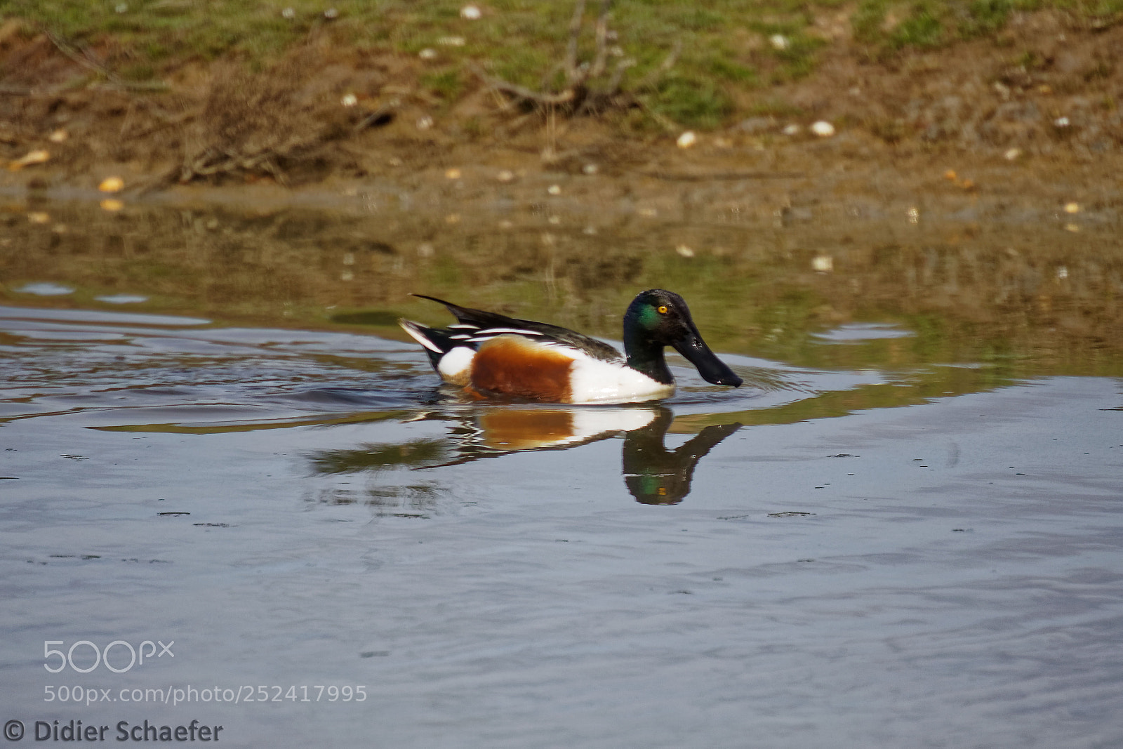 Canon EOS 50D sample photo. Duck filration photography