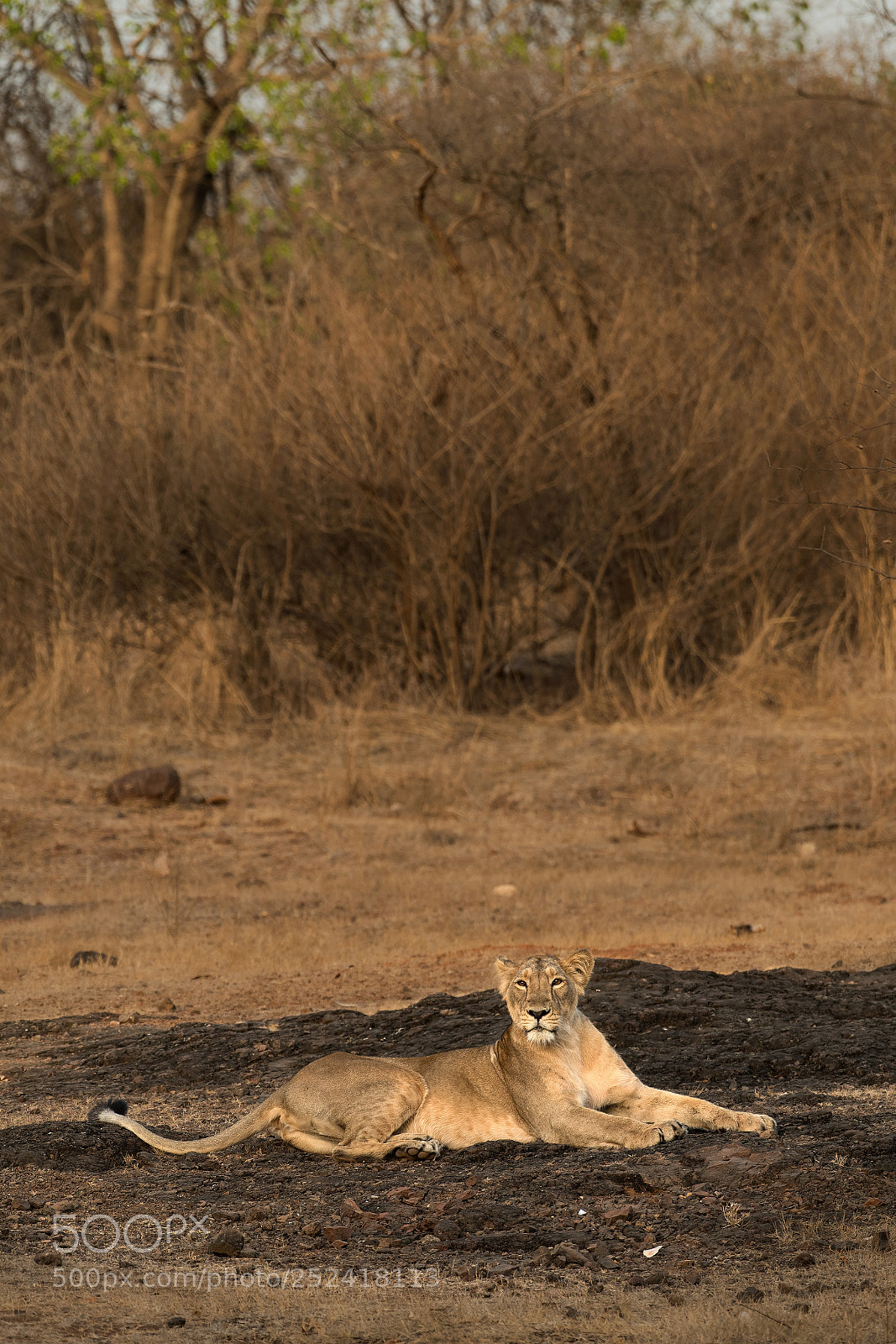 Nikon D5 sample photo. The queen of gir photography
