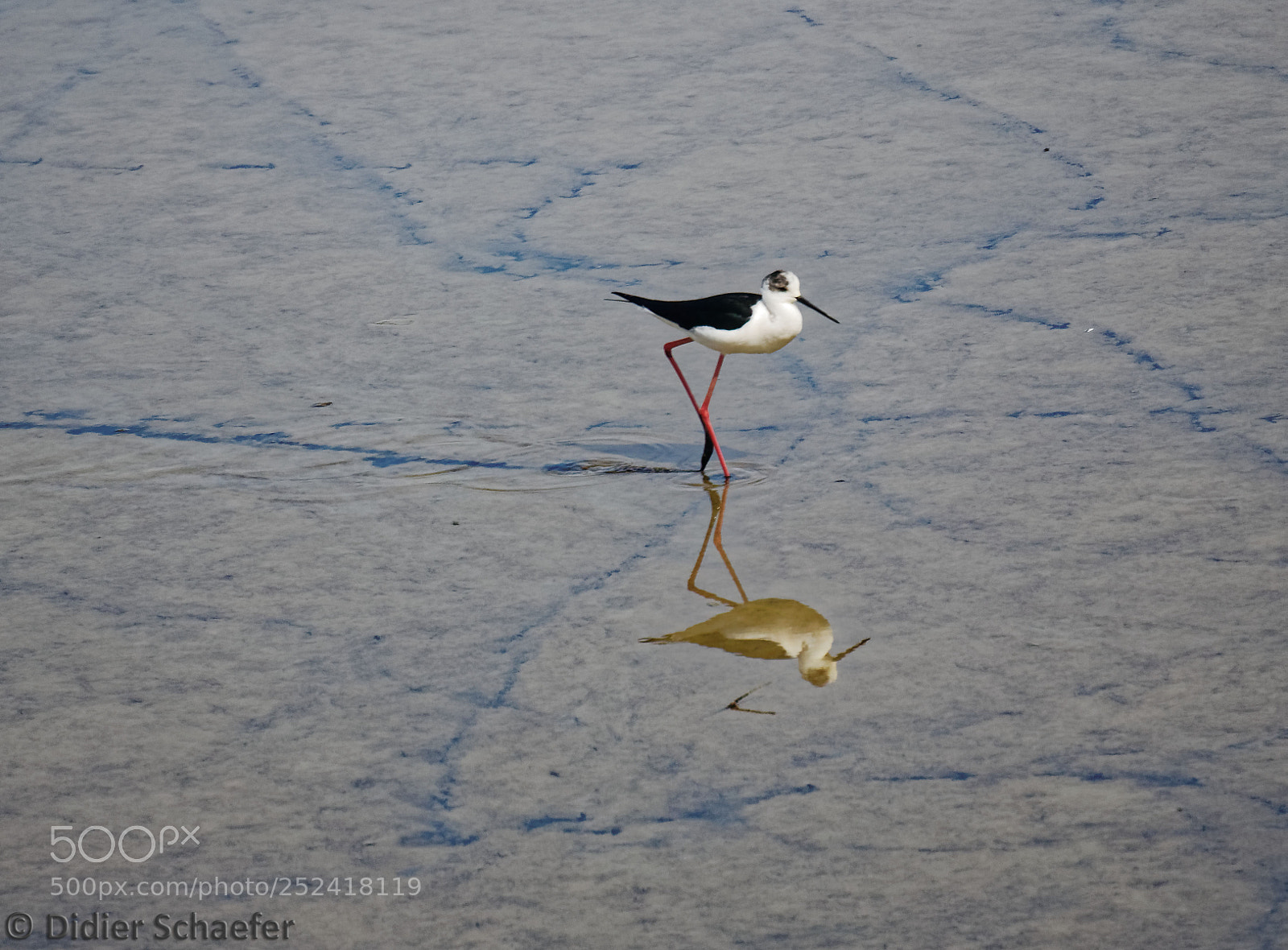 Canon EOS 50D sample photo. Reflecting elegance photography
