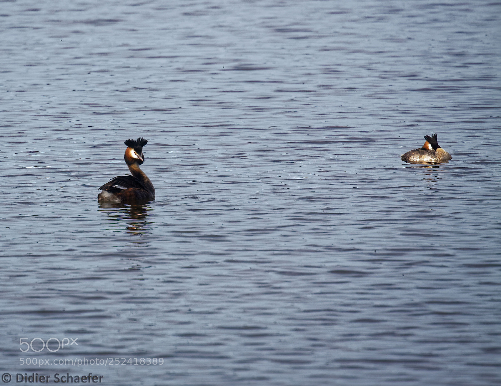 Canon EOS 50D sample photo. Just got up photography