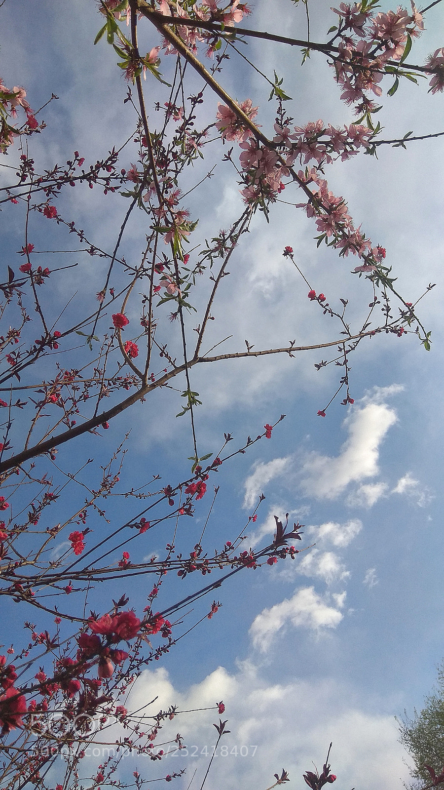 Xiaomi Redmi Note 4X sample photo. Untitled photography