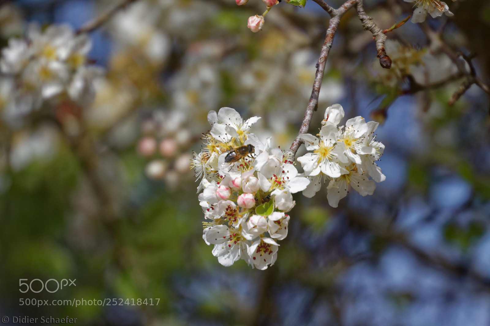 Canon EOS 50D sample photo. Spring photography