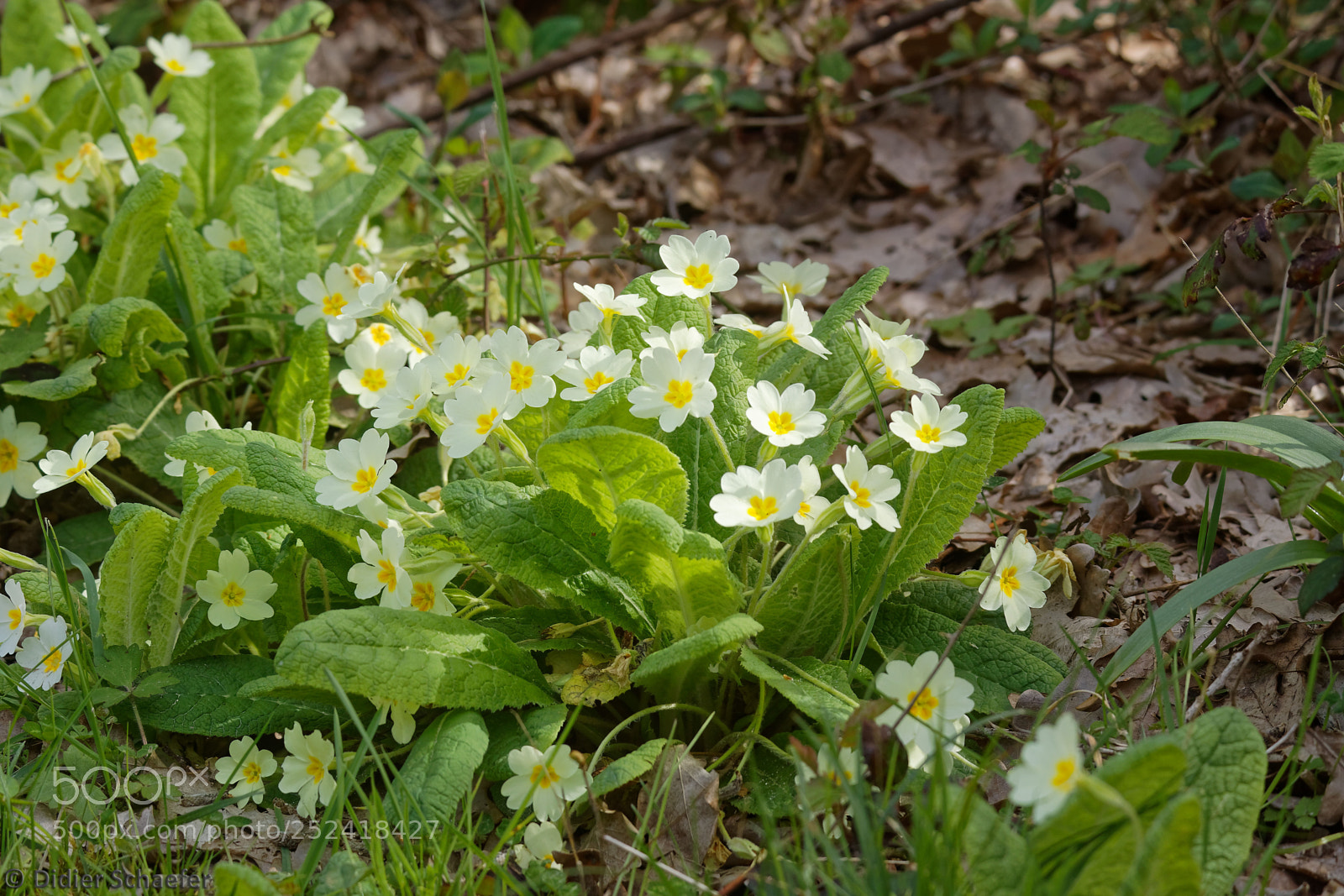 Canon EOS 50D sample photo. Spring photography