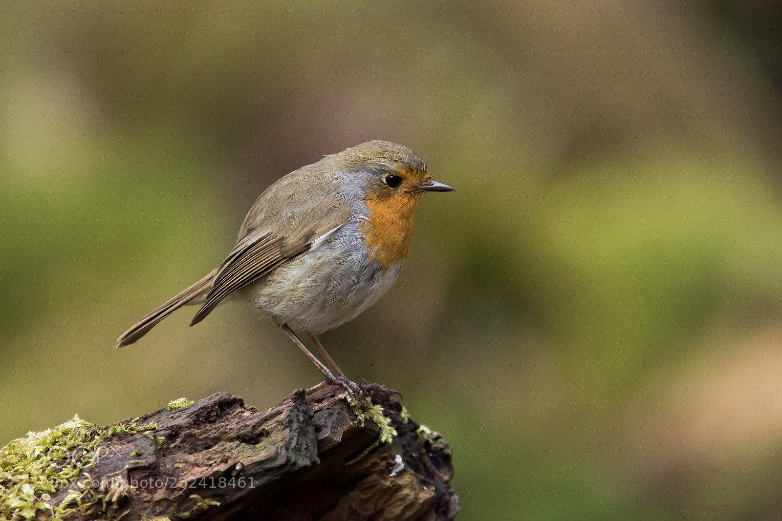 Nikon D7200 sample photo. Erithacus rubecula viii photography