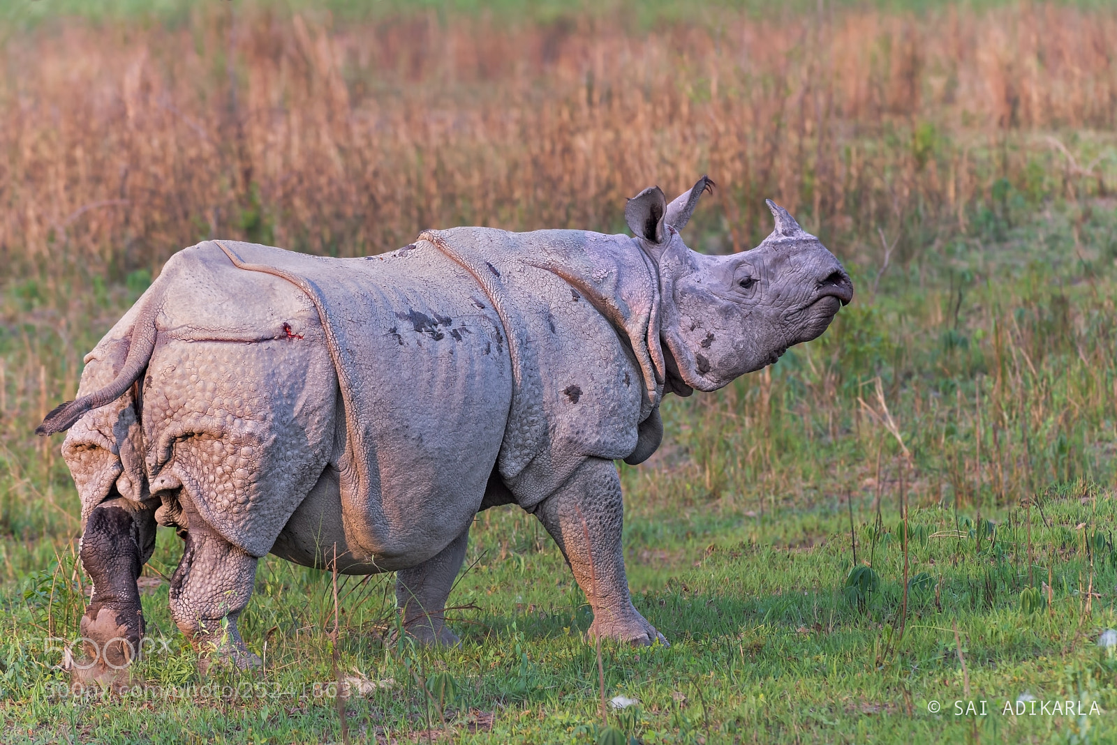 Nikon D600 sample photo. Armored unicorn photography