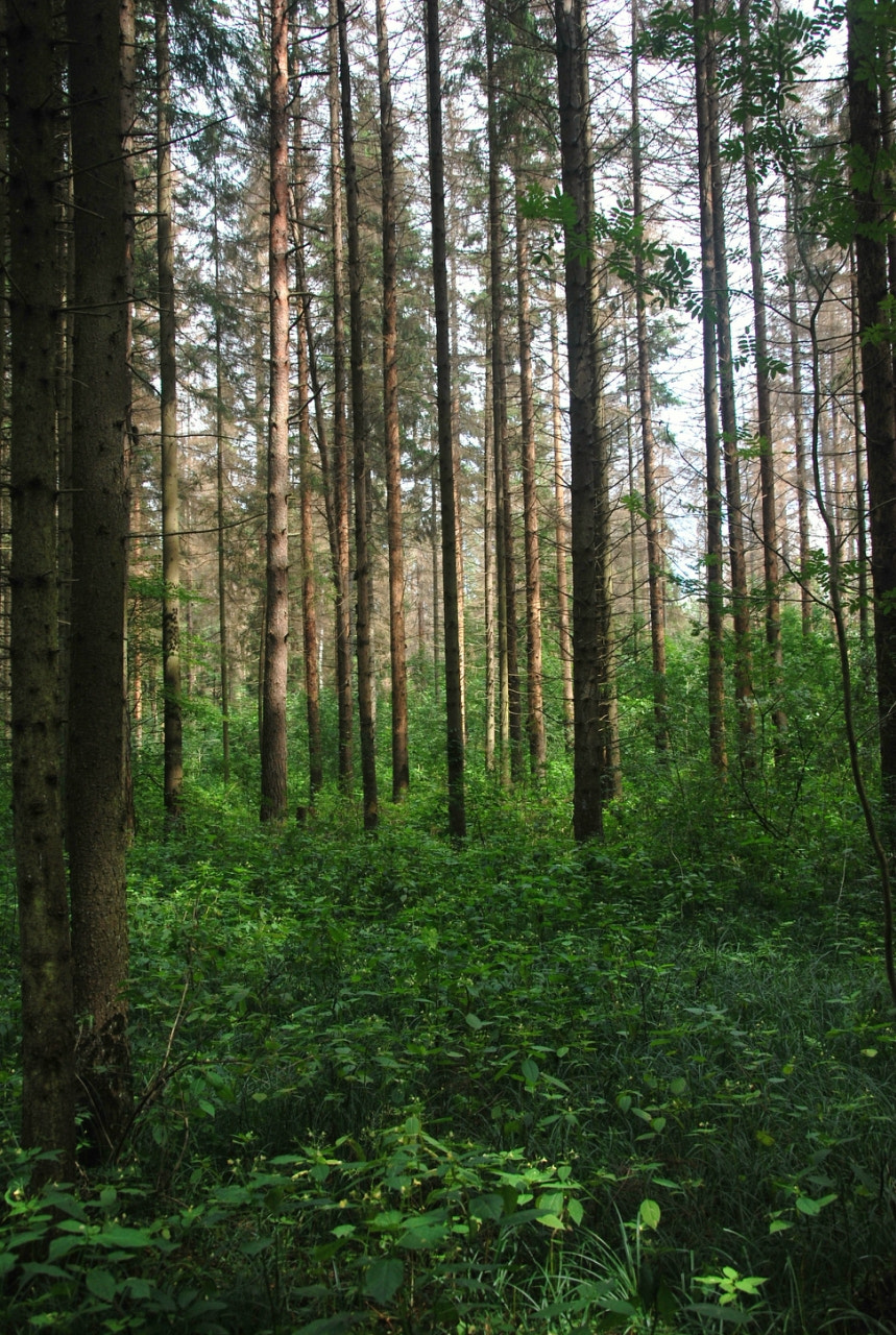 Nikon D60 sample photo. Fcafffa orig photography