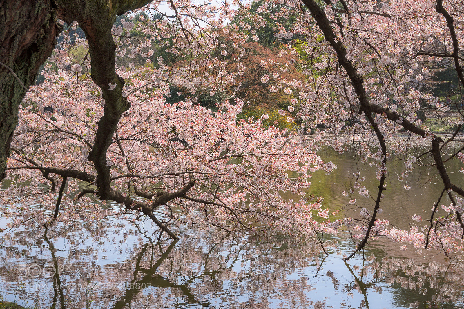 Nikon D7200 sample photo. Water cherry tree photography