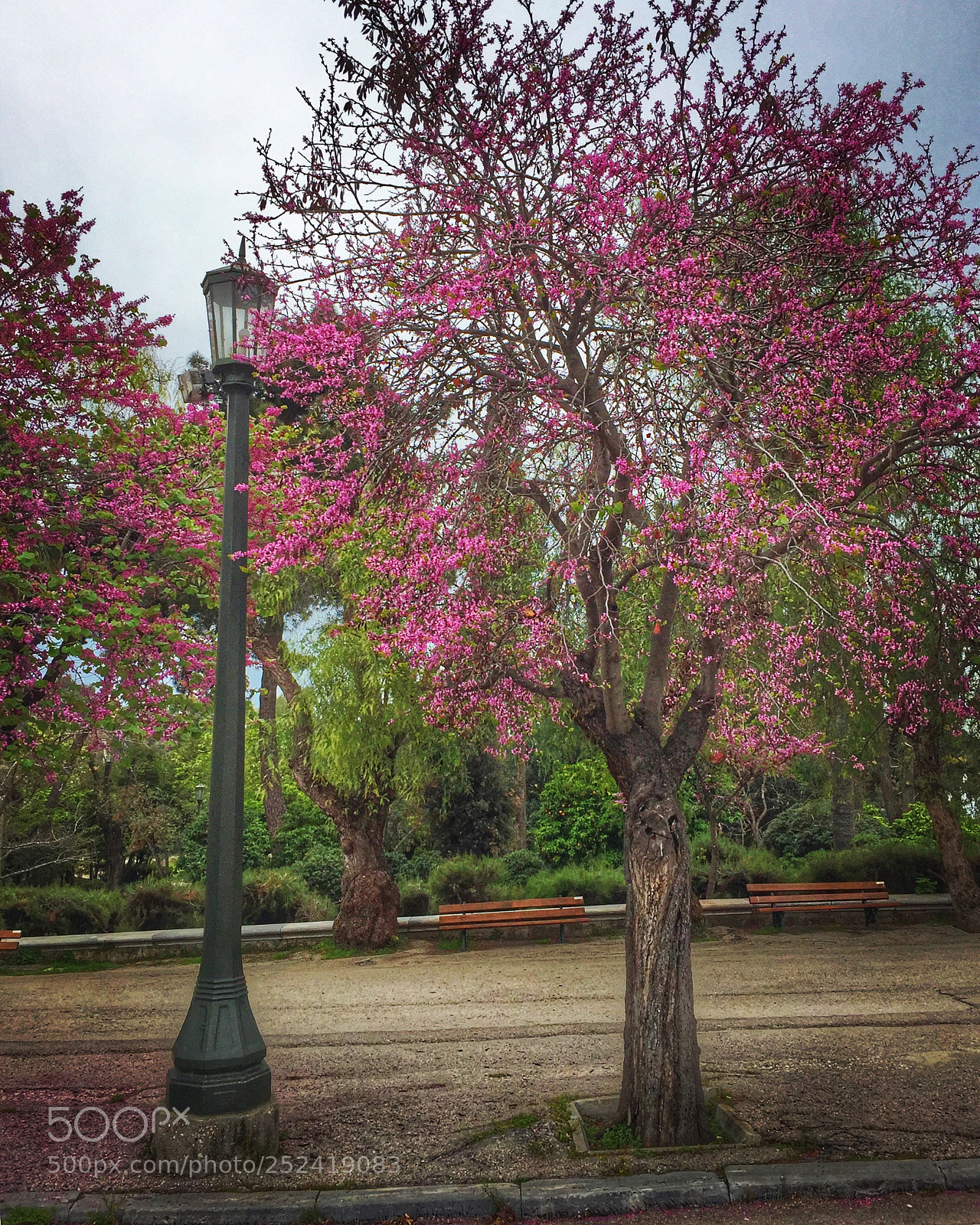 Apple iPhone 6 Plus sample photo. Blossom tree...! photography