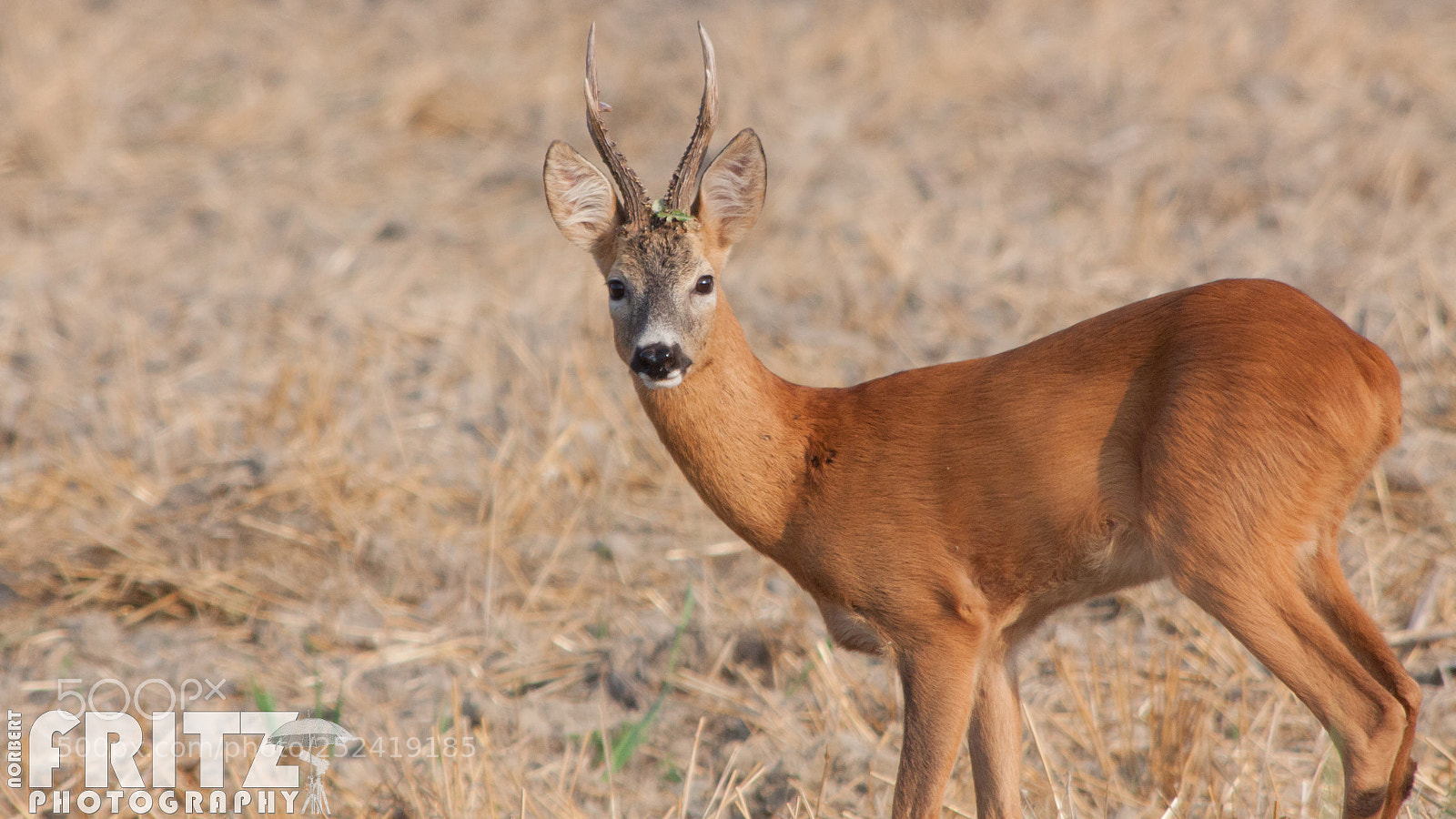 Canon EOS 50D sample photo. Rehbock photography