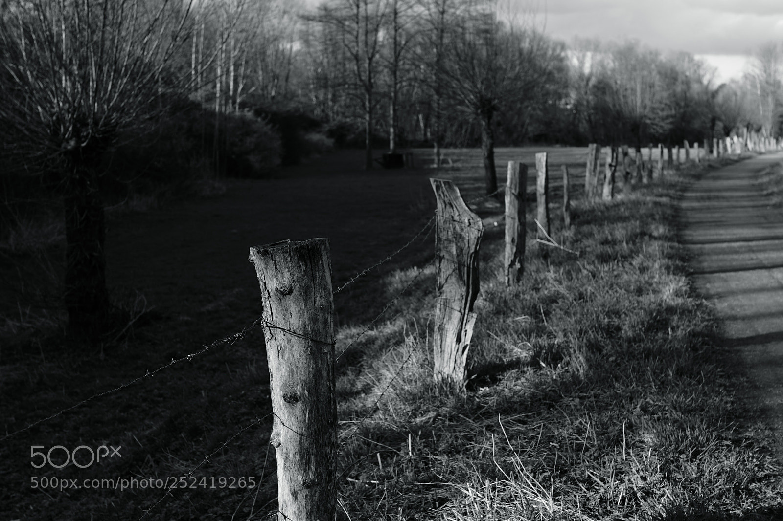Sony a7R II sample photo. Spring light on field photography