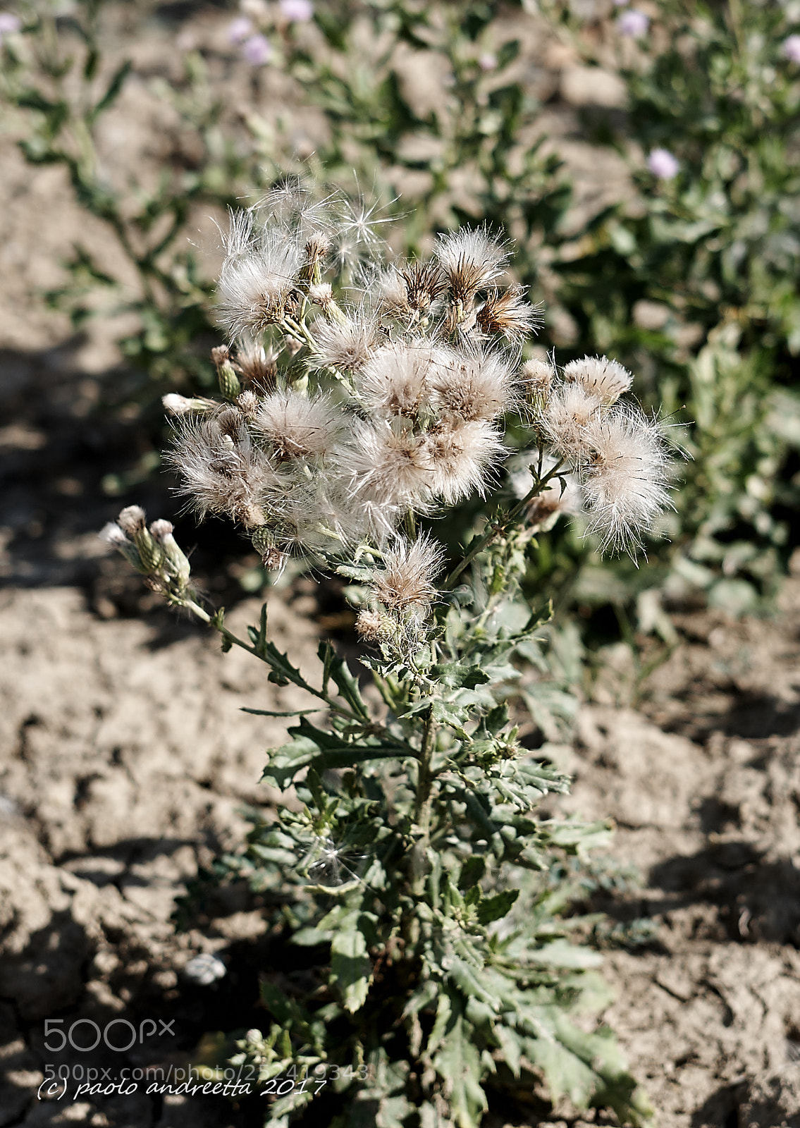 Fujifilm X-T1 sample photo. Wildflowers photography