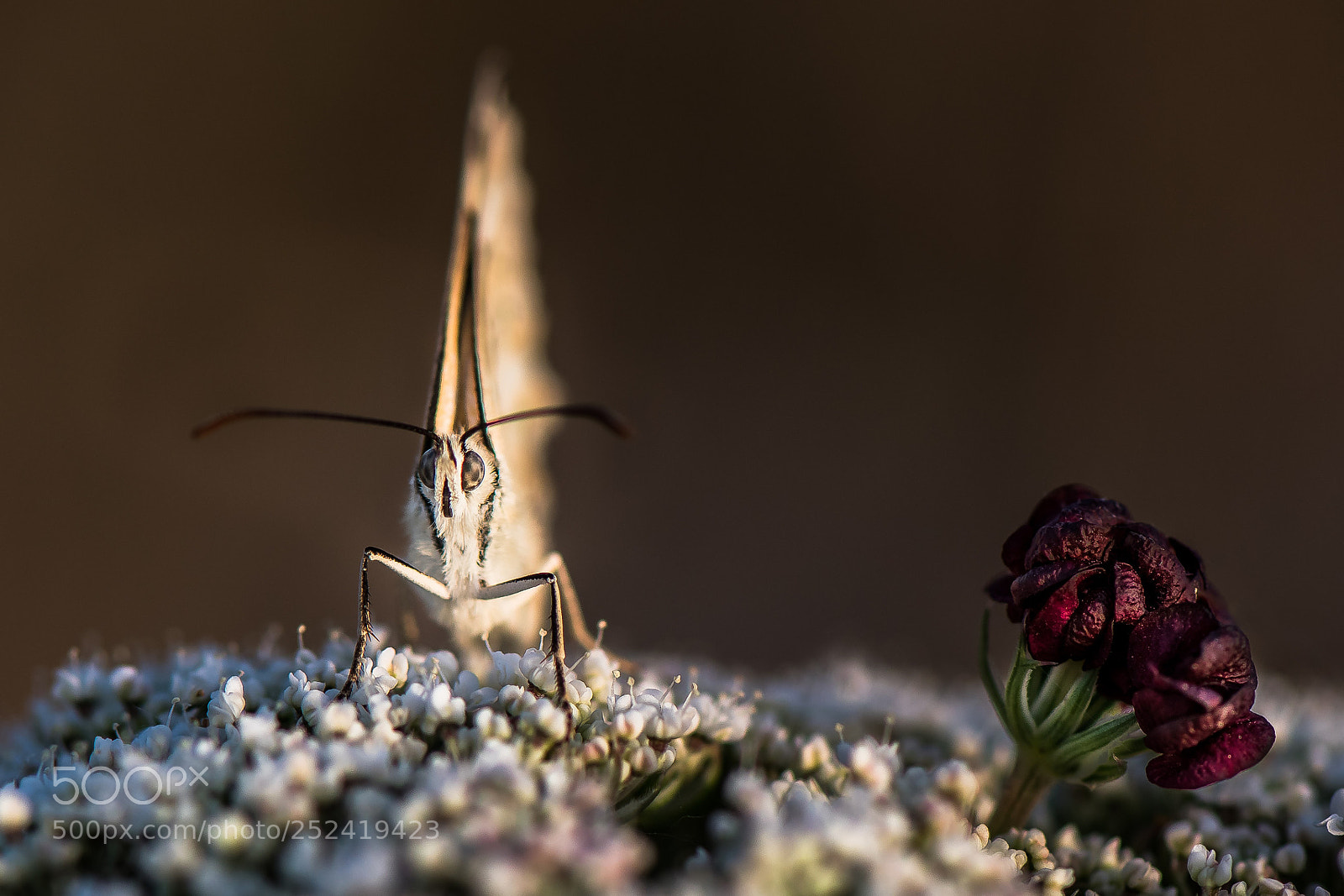 Nikon D500 sample photo. Bold butterfly photography
