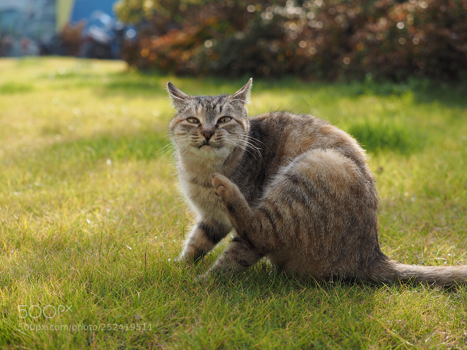 Olympus OM-D E-M1 sample photo. The cute cat with photography