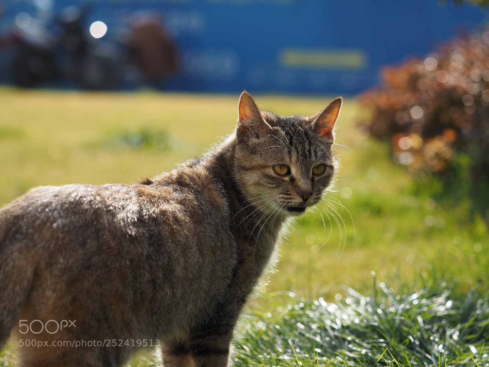 Olympus OM-D E-M1 sample photo. The cute cat with photography