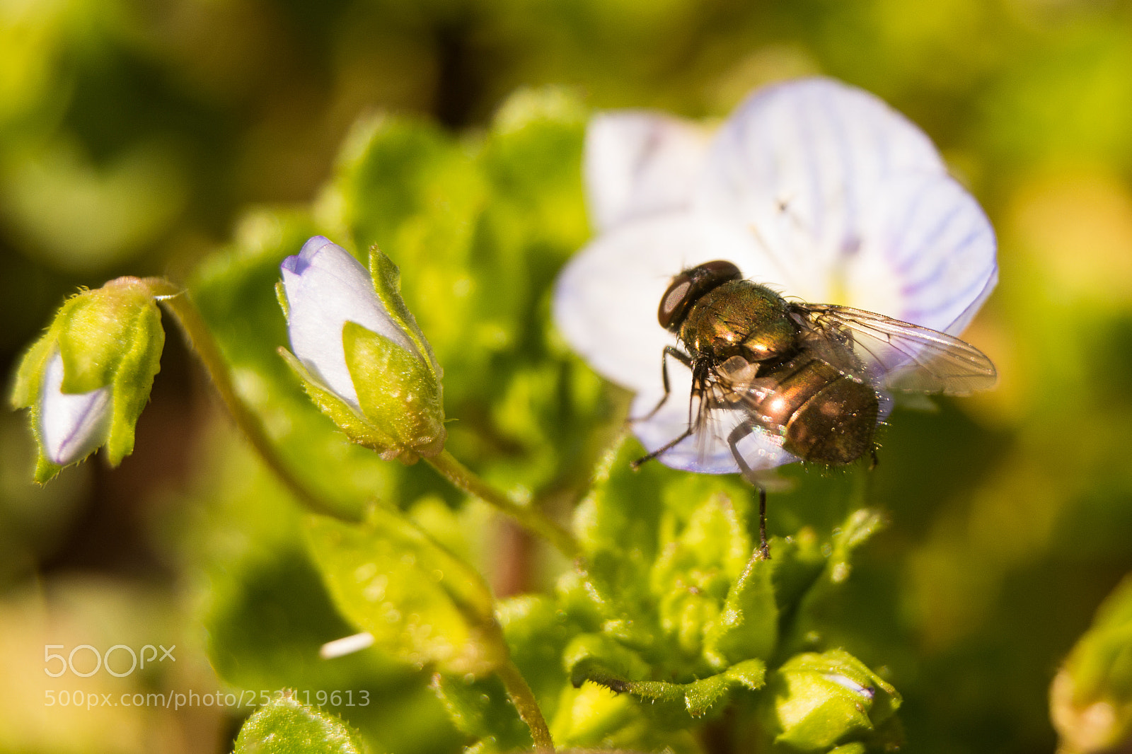 Nikon D5200 sample photo. Mosca photography