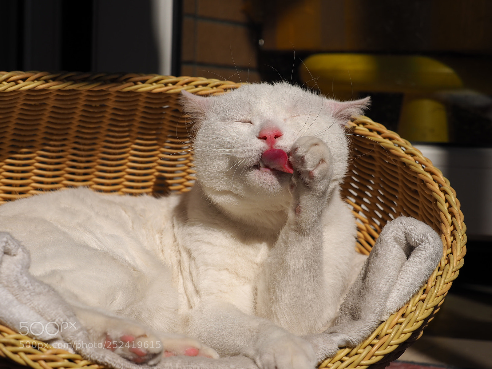 Olympus OM-D E-M1 sample photo. The cute cat with photography