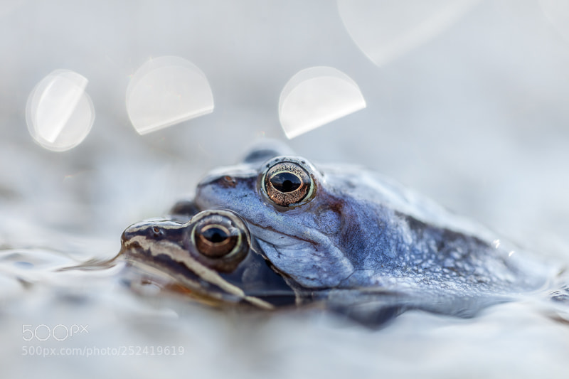 Canon EOS 5D Mark II sample photo. Moorfrogs couple photography