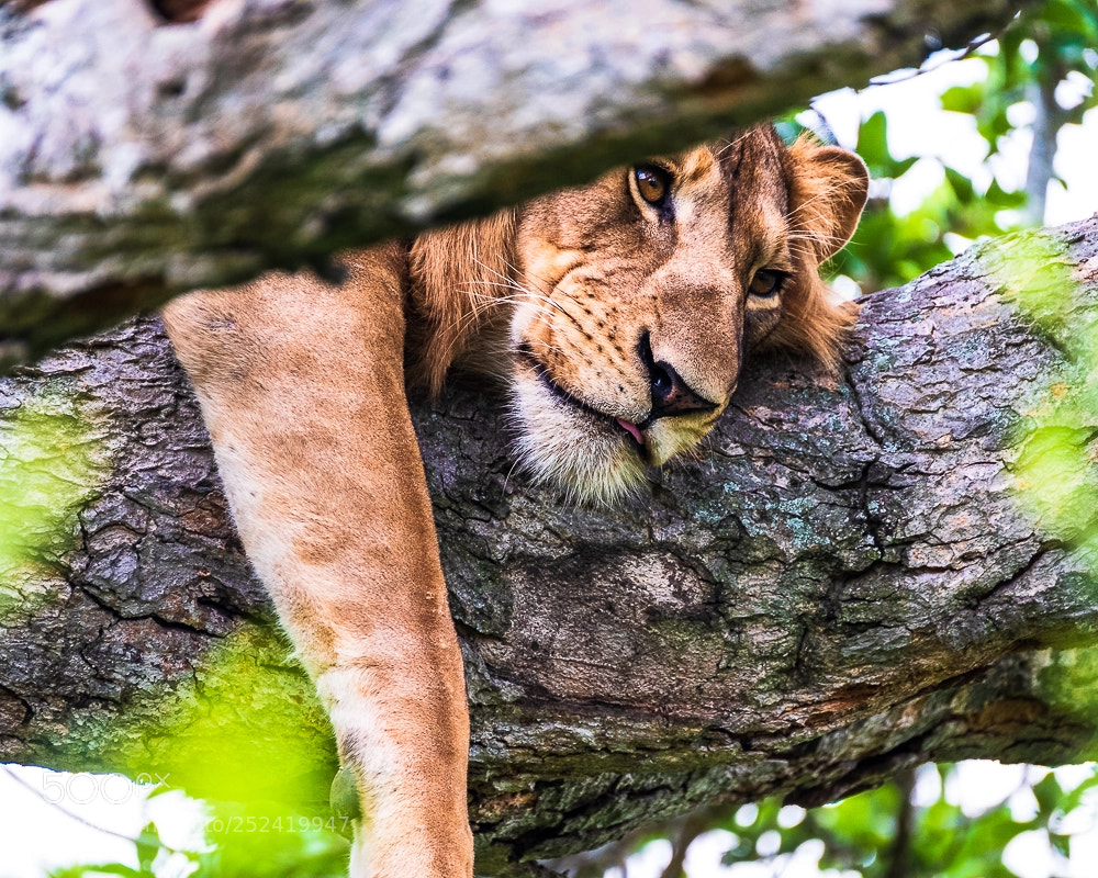 Fujifilm X-T2 sample photo. Tree climbing lion in photography
