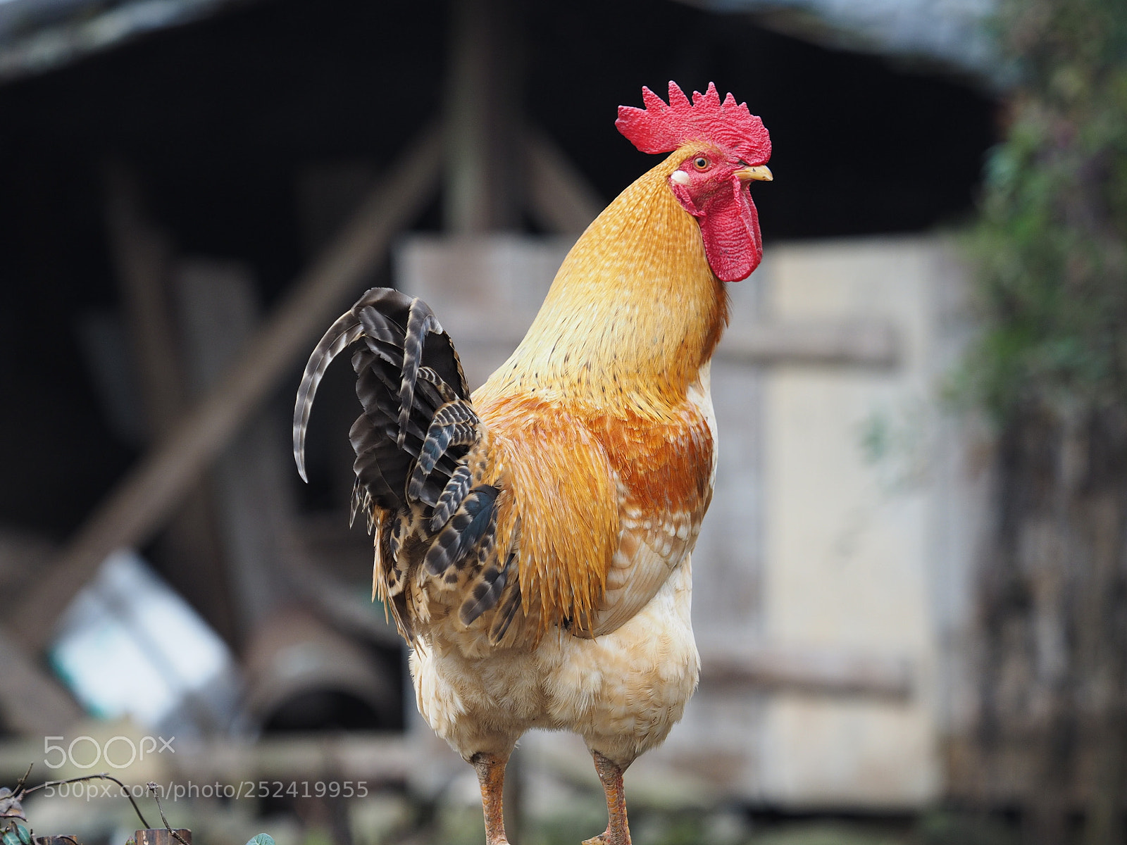 Olympus OM-D E-M1 sample photo. One strong and colorful photography